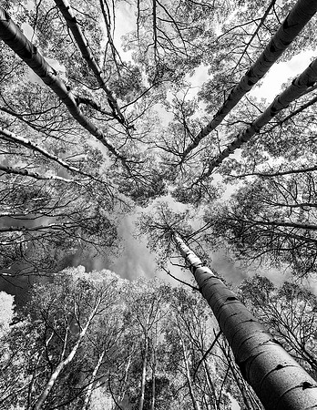 Colorado Aspens