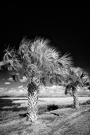 Palm Trees