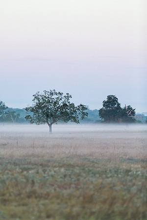 Trees in the Mist