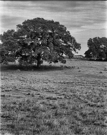 Big Oak 1