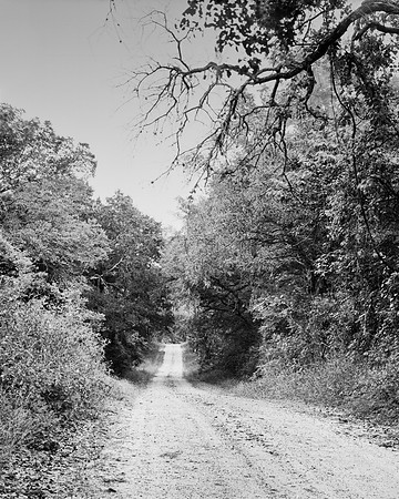Trees Delta 100 C1