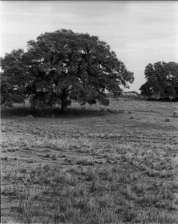 Big Oak 2