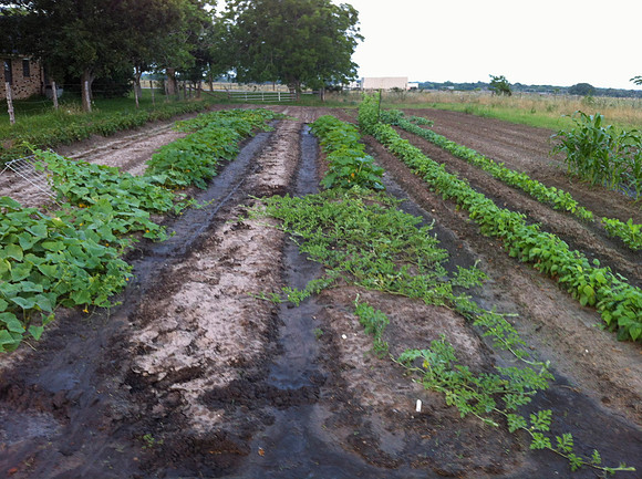 Garden_IMG_1952