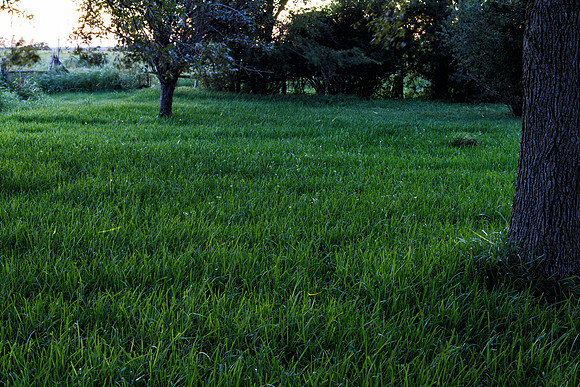Fireflies on a Warm Summers Eve