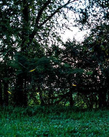 Fireflies on a Warm Summers Eve