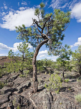 Lava Falls Trail_MLL1116