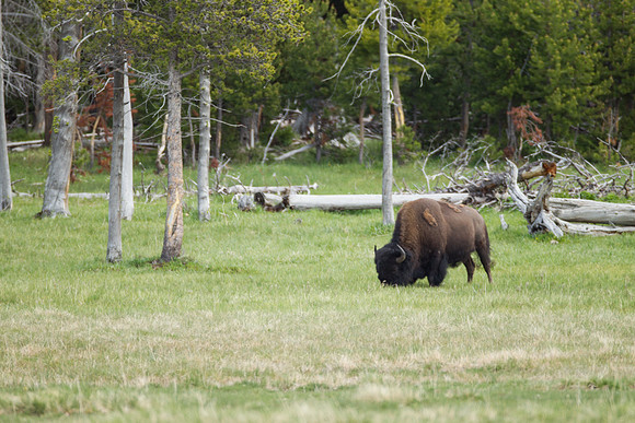 Yellowstone_MLL5102