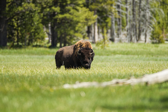 Yellowstone_MLL5115