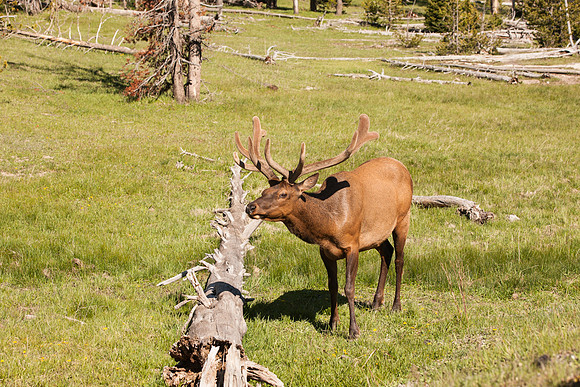 Yellowstone_MLL4662