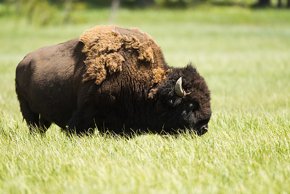 Yellowstone_MLL5122