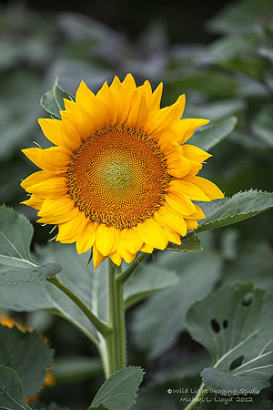 Flower_IMG_0418
