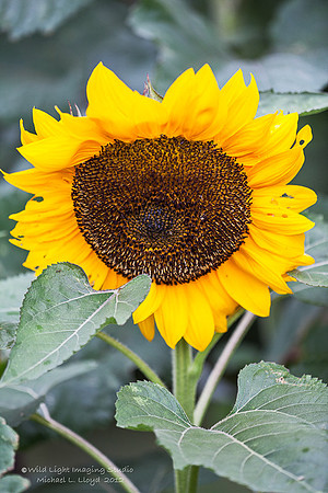 Flower_IMG_0419