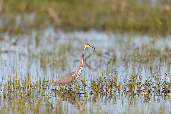 Tricolored Heron