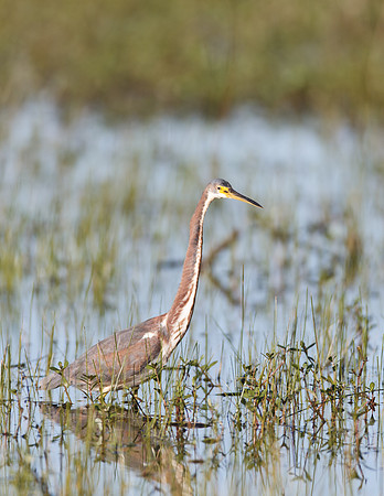 Tricolored Heron