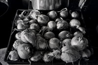 Still Lifes