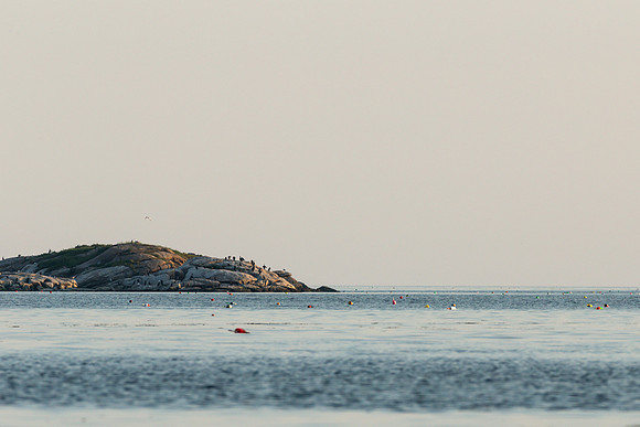Birds on an Island