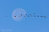 Canada Goose