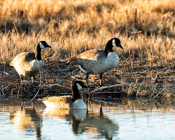 Bosque de Apache Canadian Geese