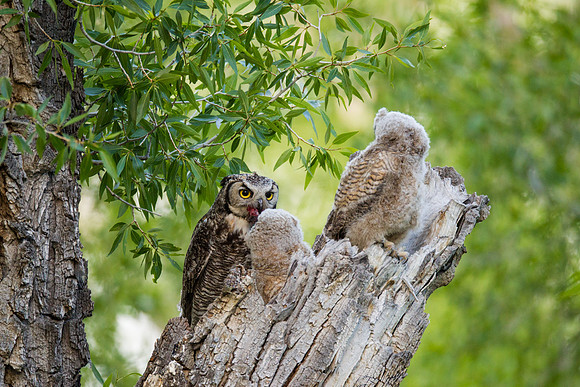 Grand Tetons Great Horned Owl_MLL5690