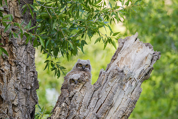 Grand Tetons Great Horned Owl_MLL5649