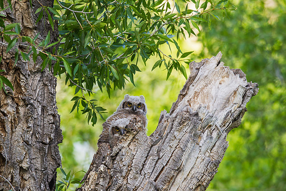 Grand Tetons Great Horned Owl_MLL5649-2