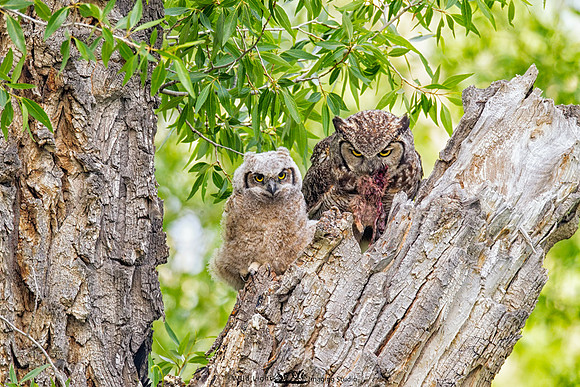 Great Horned Owl_MLL5612_March 18, 2012