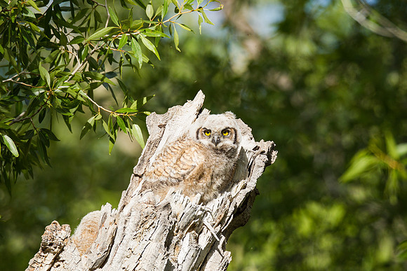 Grand Tetons Great Horned Owl_MLL5500
