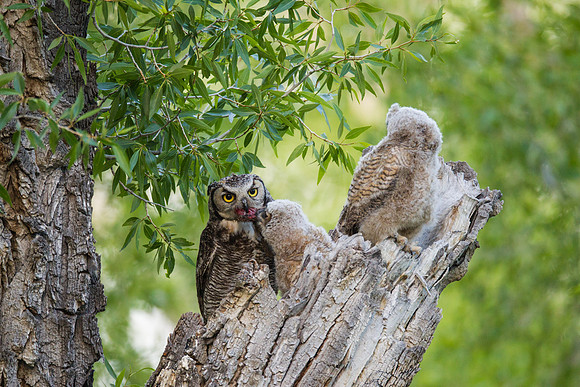 Grand Tetons Great Horned Owl_MLL5693