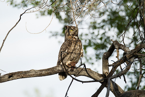 Grand Tetons Great Horned Owl_MLL5636