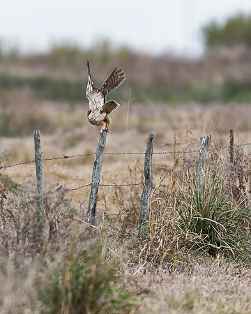 Great Horned Owl