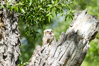 Great Horned Owl