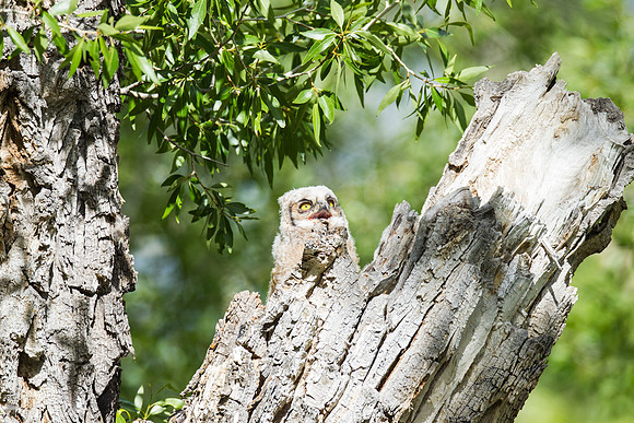 Grand Tetons Great Horned Owl_MLL5479