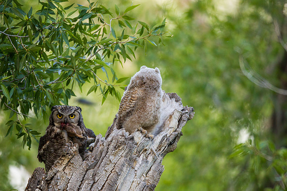 Grand Tetons Great Horned Owl_MLL5682