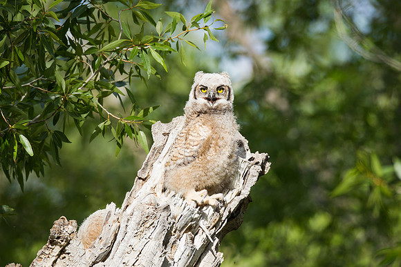 Grand Tetons Great Horned Owl_MLL5513