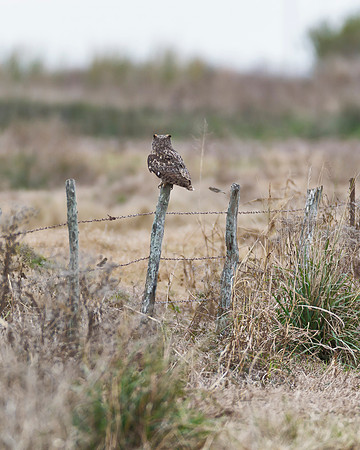 Great Horned Owl