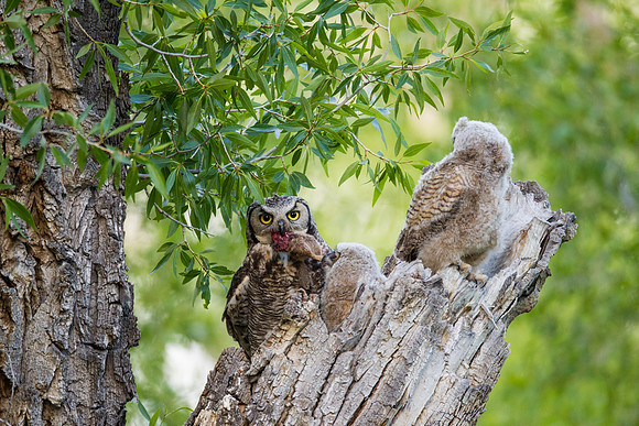 Grand Tetons Great Horned Owl_MLL5698