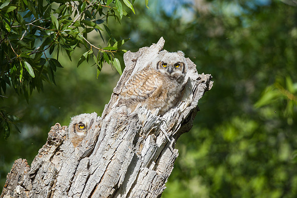 Grand Tetons Great Horned Owl_MLL5507