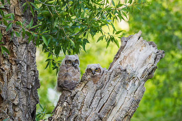 Grand Tetons Great Horned Owl_MLL5644-2
