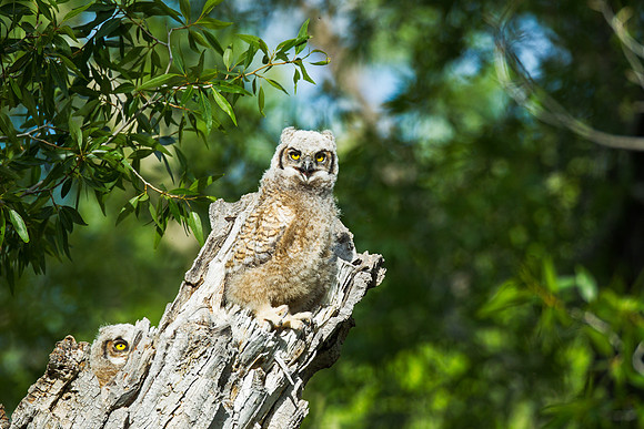 Grand Tetons Great Horned Owl_MLL5519-2