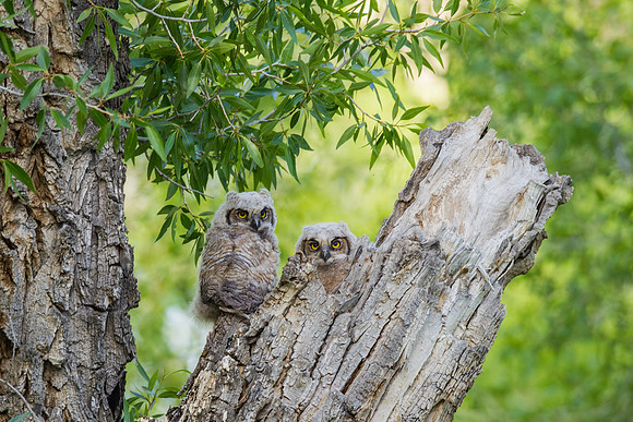 Grand Tetons Great Horned Owl_MLL5644