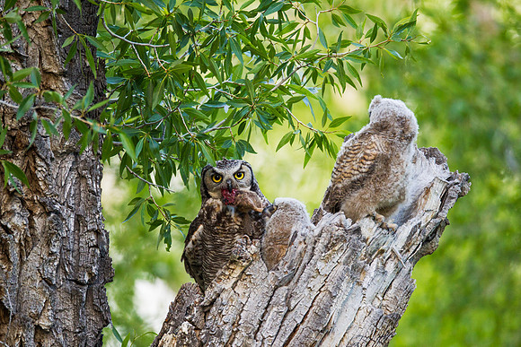Grand Tetons Great Horned Owl_MLL5698-2