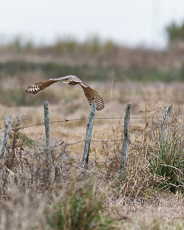 Great Horned Owl