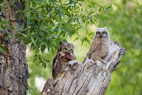 Grand Tetons Great Horned Owl_MLL5707