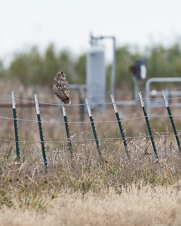 Great Horned Owl