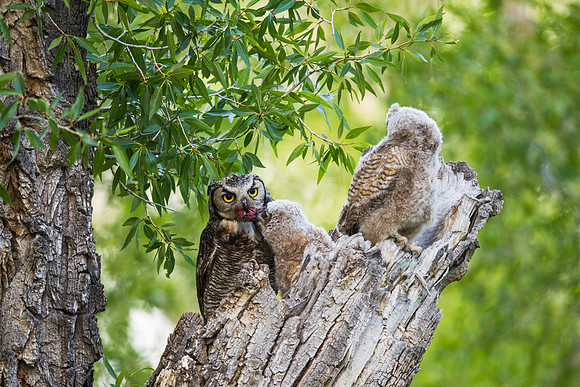 Grand Tetons Great Horned Owl_MLL5693-2