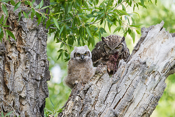 Grand Tetons Great Horned Owl_MLL5610