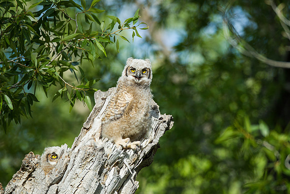 Grand Tetons Great Horned Owl_MLL5519