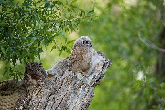 Grand Tetons Great Horned Owl_MLL5678