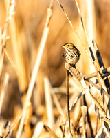 Savannah Sparrow