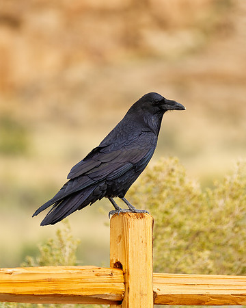 Common Raven